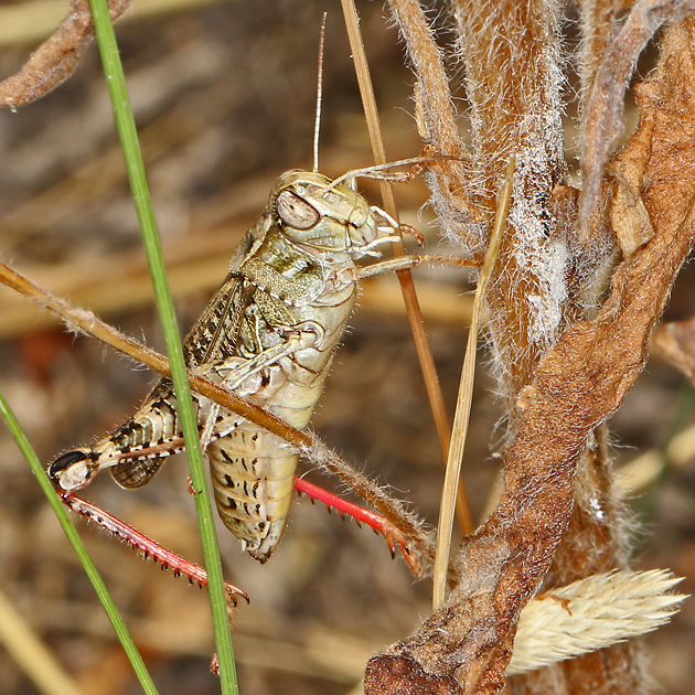 Calliptamus italicus