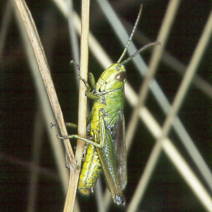 Chorthippus parallelus