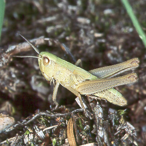 Chorthippus parallelus
