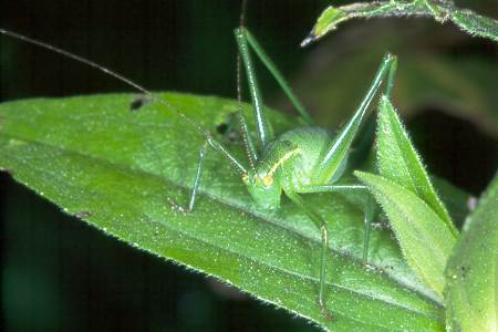 Leptophyes punctatissima