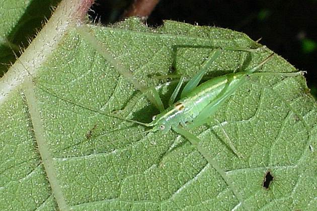 Meconema meridionale, W