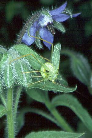 Meconema thalassinum, M