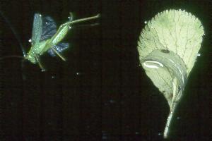 Meconema thalassinum, M