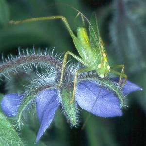 M&auml;nnliche Eichenschrecke