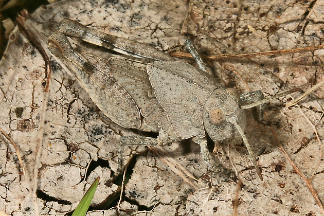 Oedipoda caerulescens