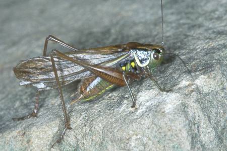 Metrioptera roeselii forma diluta