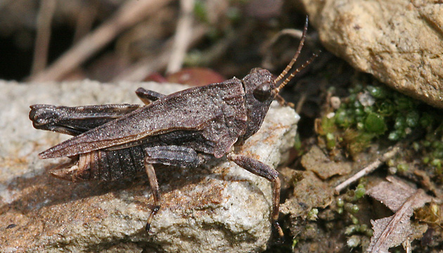 Tetrix undulata