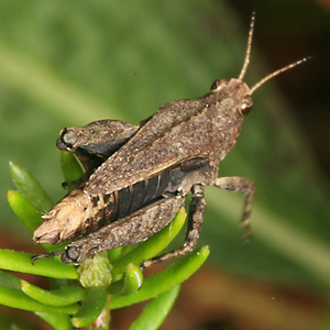 Tetrix undulata