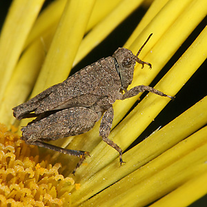 Tetrix undulata