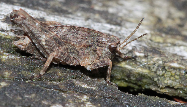 Tetrix undulata