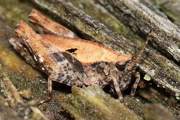 Tetrix undulata