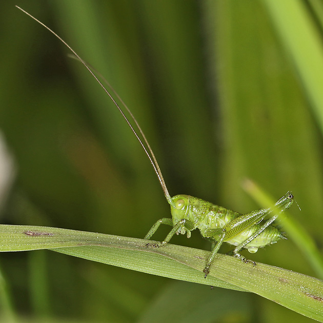 Tettigonia viridissima, Nymphe (15.5.2023) Tettigonia-viridissima-Nymphe