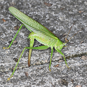 Tettigonia viridissima: Eiablage 1 (22.9.2023) Tettigonia viridissima