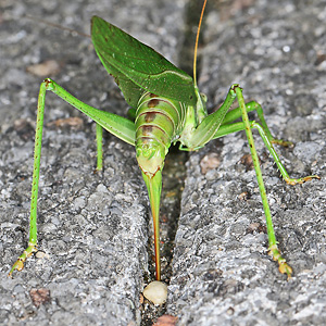 Tettigonia viridissima: Eiablage 2 (22.9.2023) Tettigonia viridissima