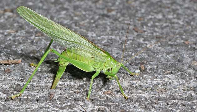Tettigonia viridissima: Eiablage 3 (22.9.2023) Tettigonia viridissima