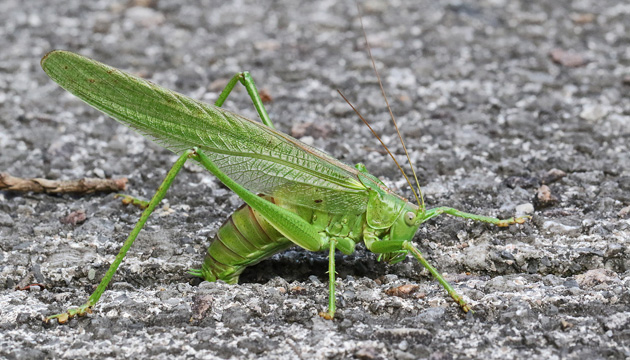 Tettigonia viridissima: Eiablage 4 (22.9.2023) Tettigonia viridissima