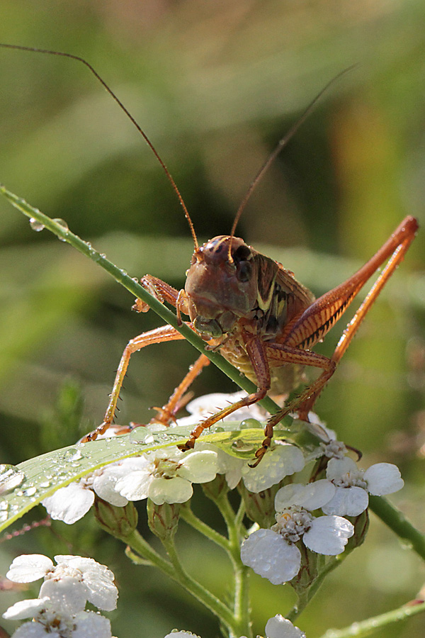 Roesels Bei&szlig;schrecke