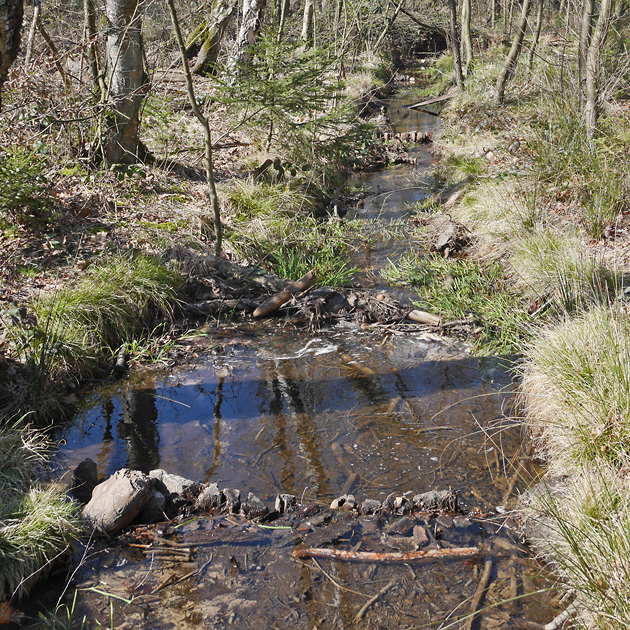 Bruthabitat Bach (24.3.2020) Bruthabitat Bach