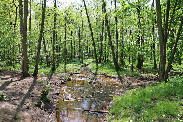 Bruthabitat Bach (10.5.2015) Bruthabitat Bach