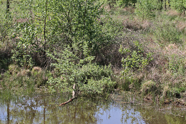 BruthabitatKleingewässer (11.5.2016) Bruthabitat Kleingewässer