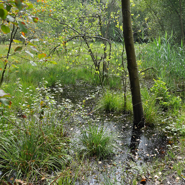 Libellen-Habitat: Kleingewässer (14.8.2016) Kleingewässer