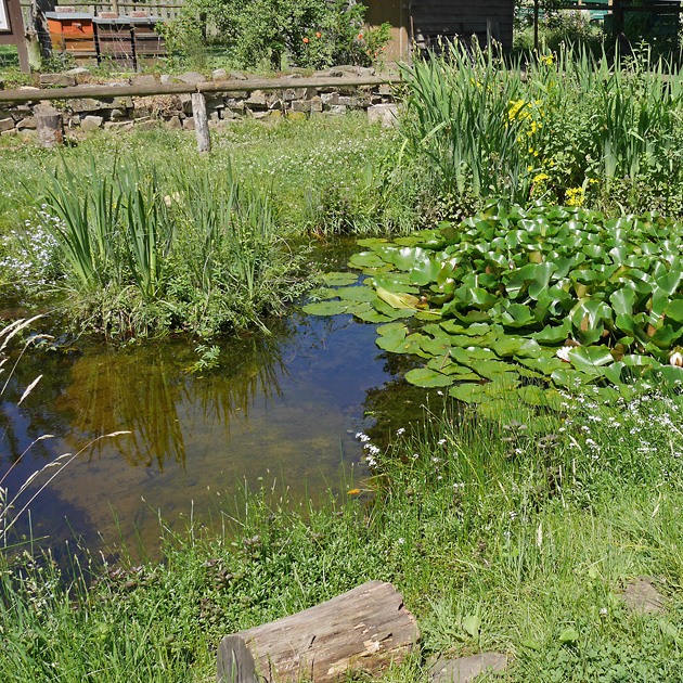 Bruthabitat Kleingewässer (5.6.2017) Bruthabitat Kleingewässer