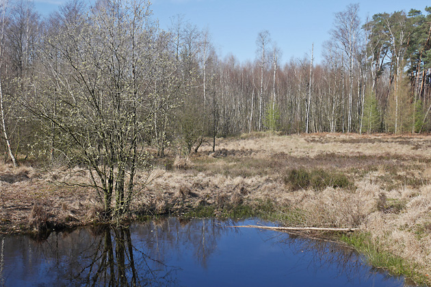 Bruthabitat Weiher (24.3.2020) Bruthabitat Weiher