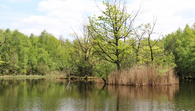 Bruthabitat See (10.5.2015) Bruthabitat See