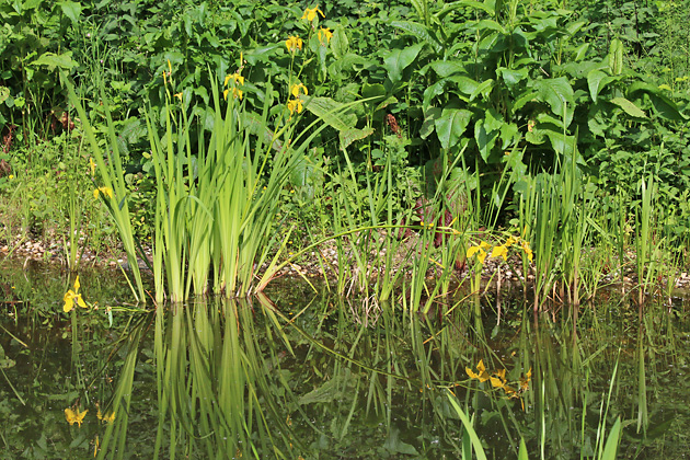 Emergenz-Struktur Pflanzen (1.5.2014) Emergenz-Struktur Pflanzen