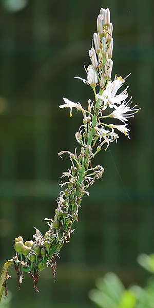Asphodelus albus (20.5.2022) Asphodelus albus