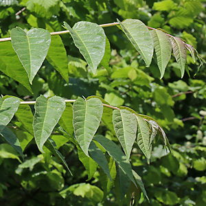 Ailanthus altissima