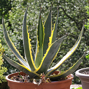 Agave americana