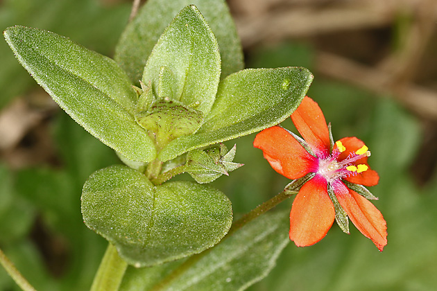 Anagallis arvensis