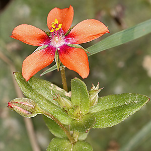 Anagallis arvensis