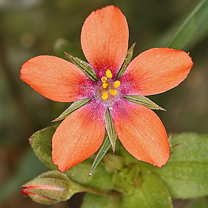 Anagallis arvensis