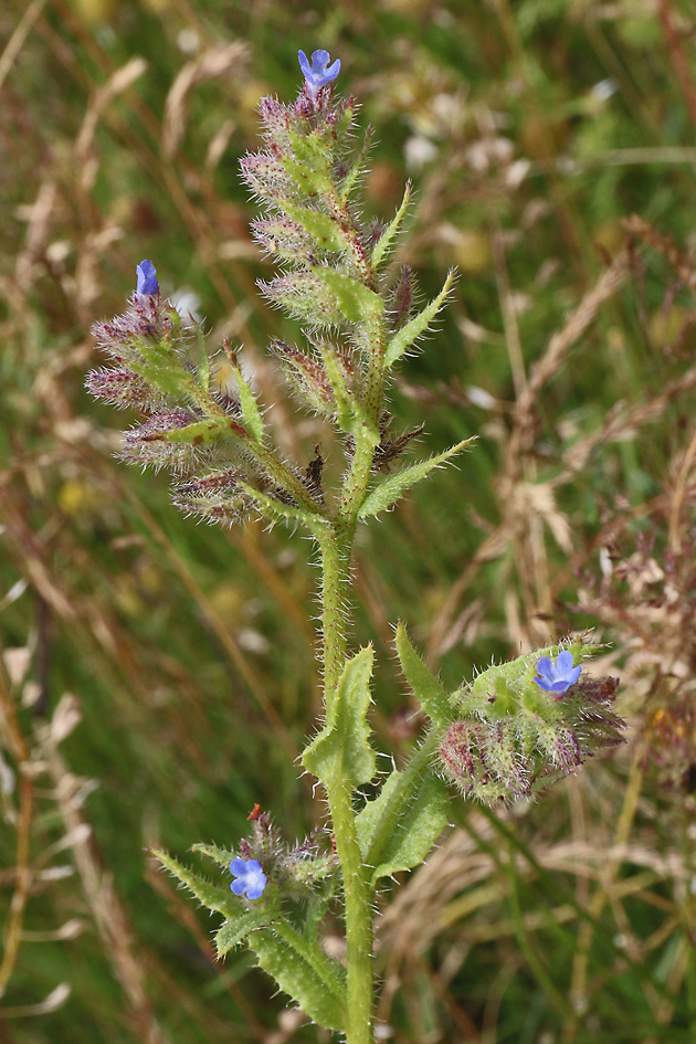 Anchusa arvensis