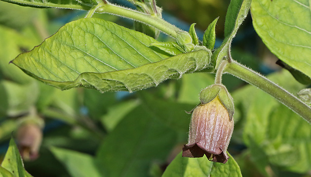 Atropa belladonna (29.5.2023) Atropa belladonna