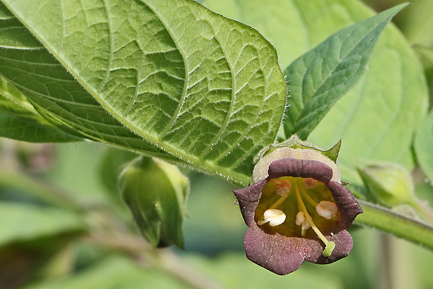 Atropa belladonna (29.5.2023) Atropa belladonna