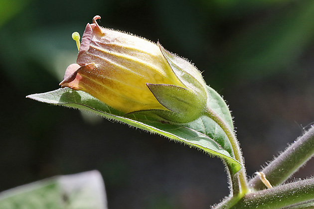 Atropa belladonna
