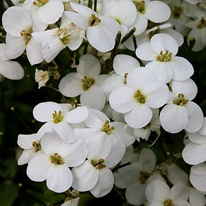 Arabis caucasica