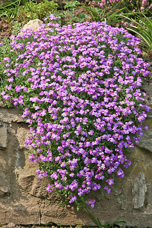 Aubrieta deltoidea
