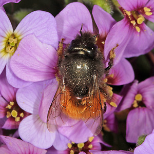 Aubrieta deltoidea & Osmia cornuta