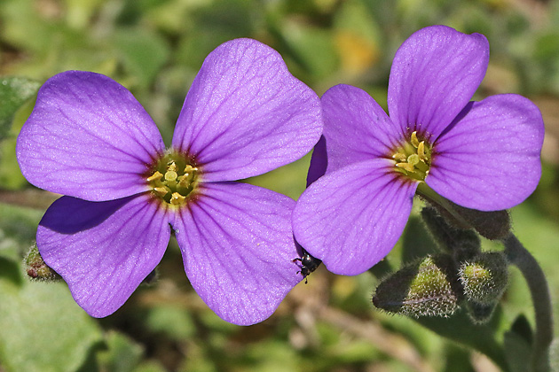 Aubrieta deltoidea