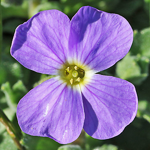 Aubrieta deltoidea