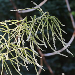 Aruncus dioicus