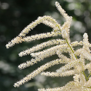 Aruncus dioicus