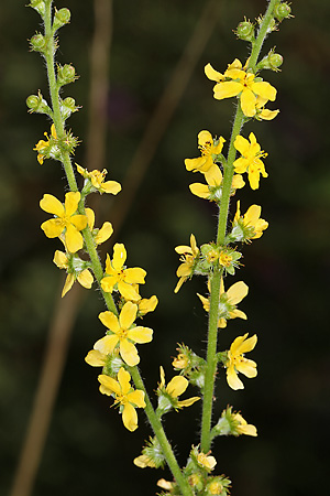 Agrimonia eupatoria