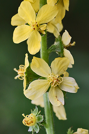 Agrimonia eupatoria