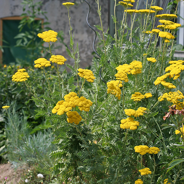 Achillea filipendulina