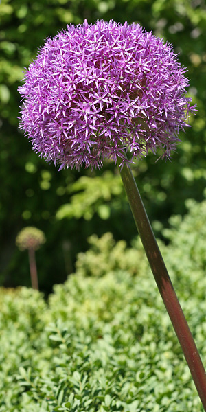 Allium giganteum